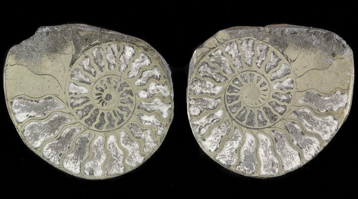 Pyritized Ammonite Fossil Pair #48055